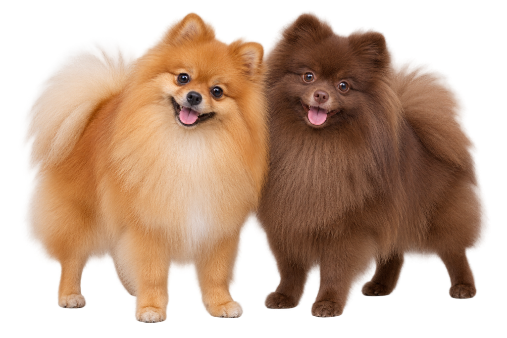 Orange and chocolate Pomeranians welcoming a family