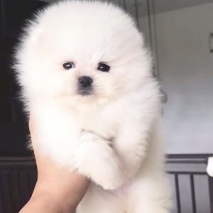 Bomb – White Male Pomeranian Puppy