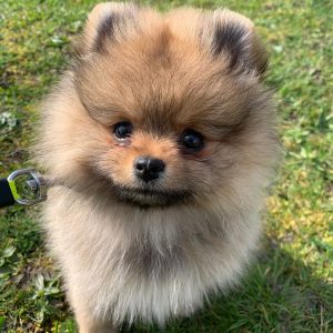 Clyde – White Female Pomeranian Puppy