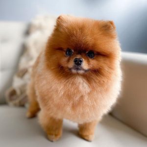 Kody – White Male Pomeranian Puppy