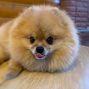 Kori – White Female Pomeranian Puppy