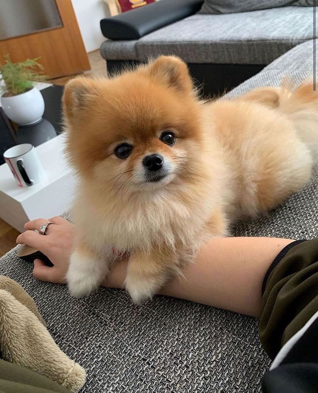 Lexi – White Female Pomeranian Puppy