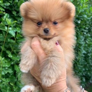 Maya – White Female Pomeranian Puppy