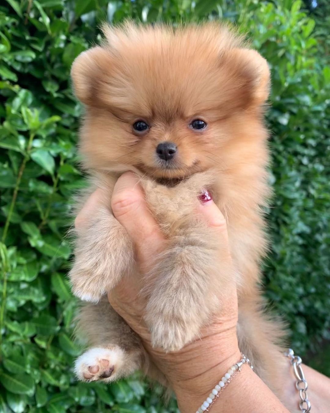 Maya – White Female Pomeranian Puppy