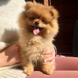 Nala – White Female Pomeranian Puppy