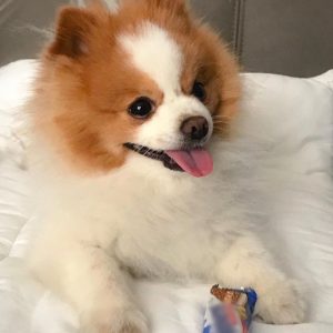Nimo – White Male Pomeranian Puppy