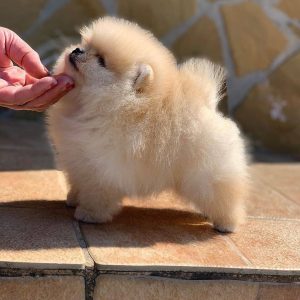 Om Favorit – White Female Pomeranian Puppy