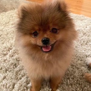 Rambo & Riley – Male Pomeranian Listing