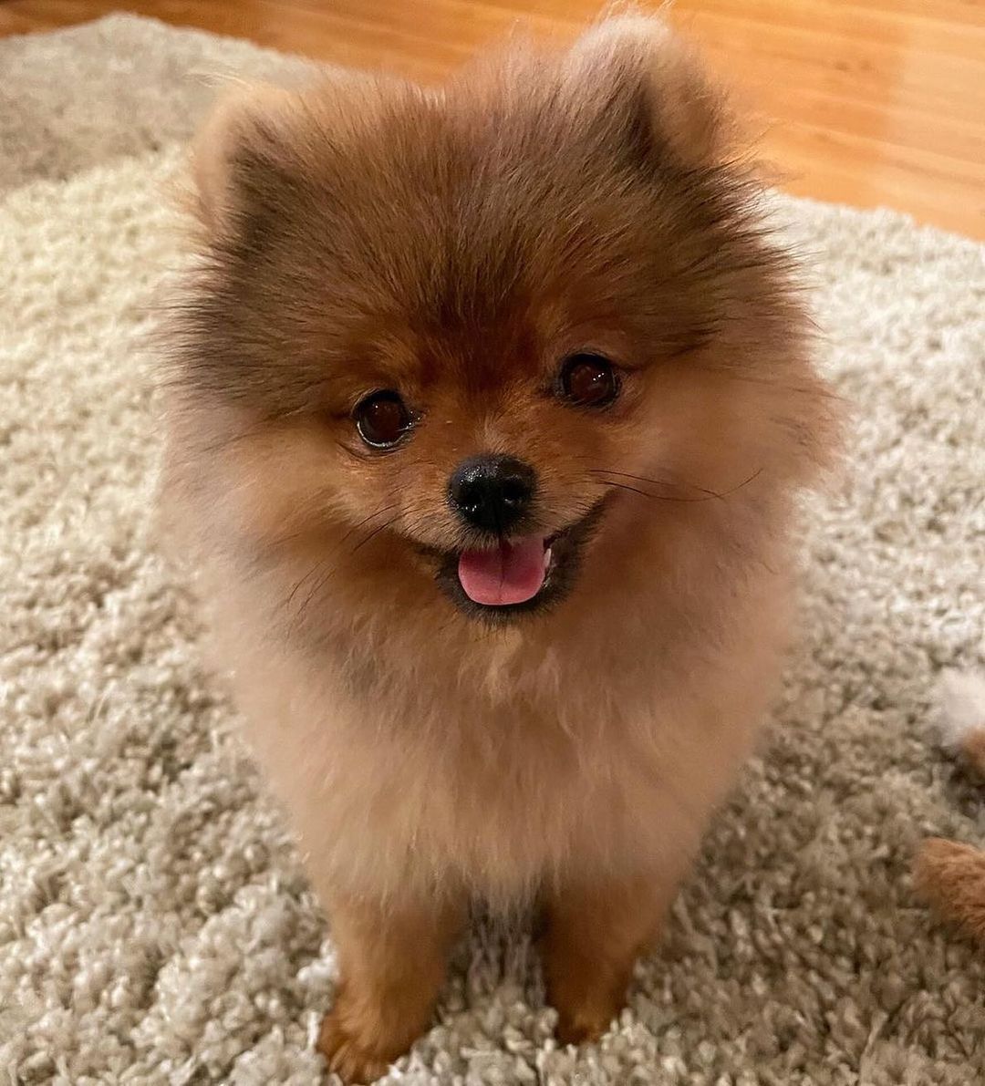 Rambo & Riley – Male Pomeranian Listing