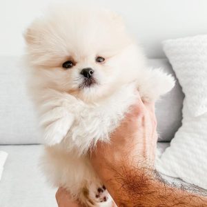 Rio – White Male Pomeranian Puppy