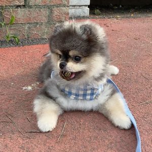 Shark – White Male Pomeranian Puppy