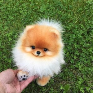 Vasilevskaya – White Female Pomeranian Puppy