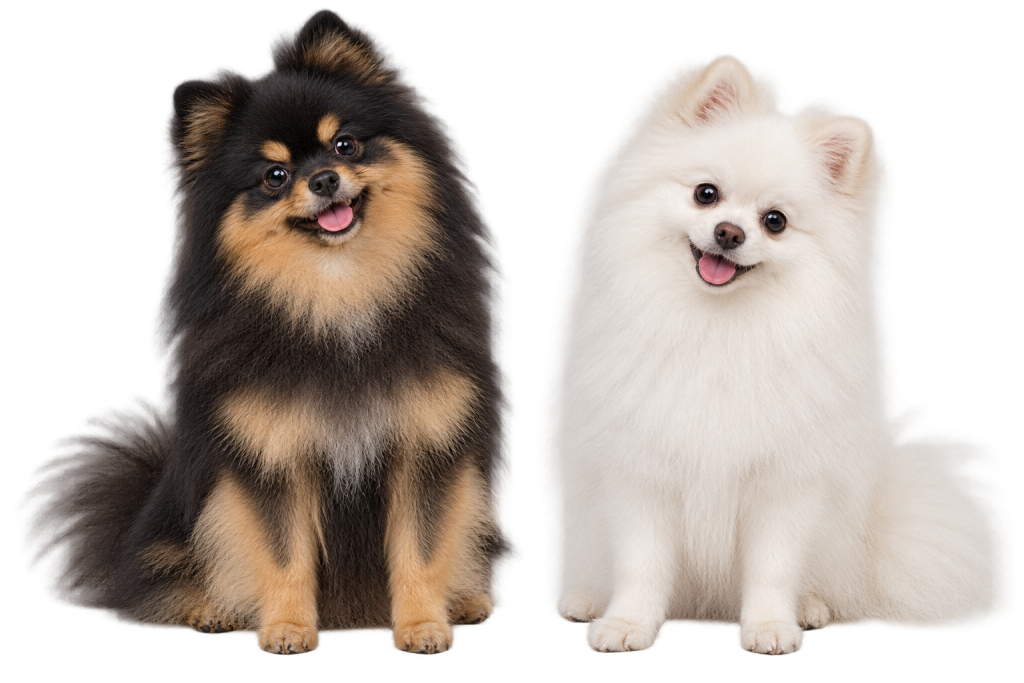 Black-and-tan and white Pomeranians sitting attentively