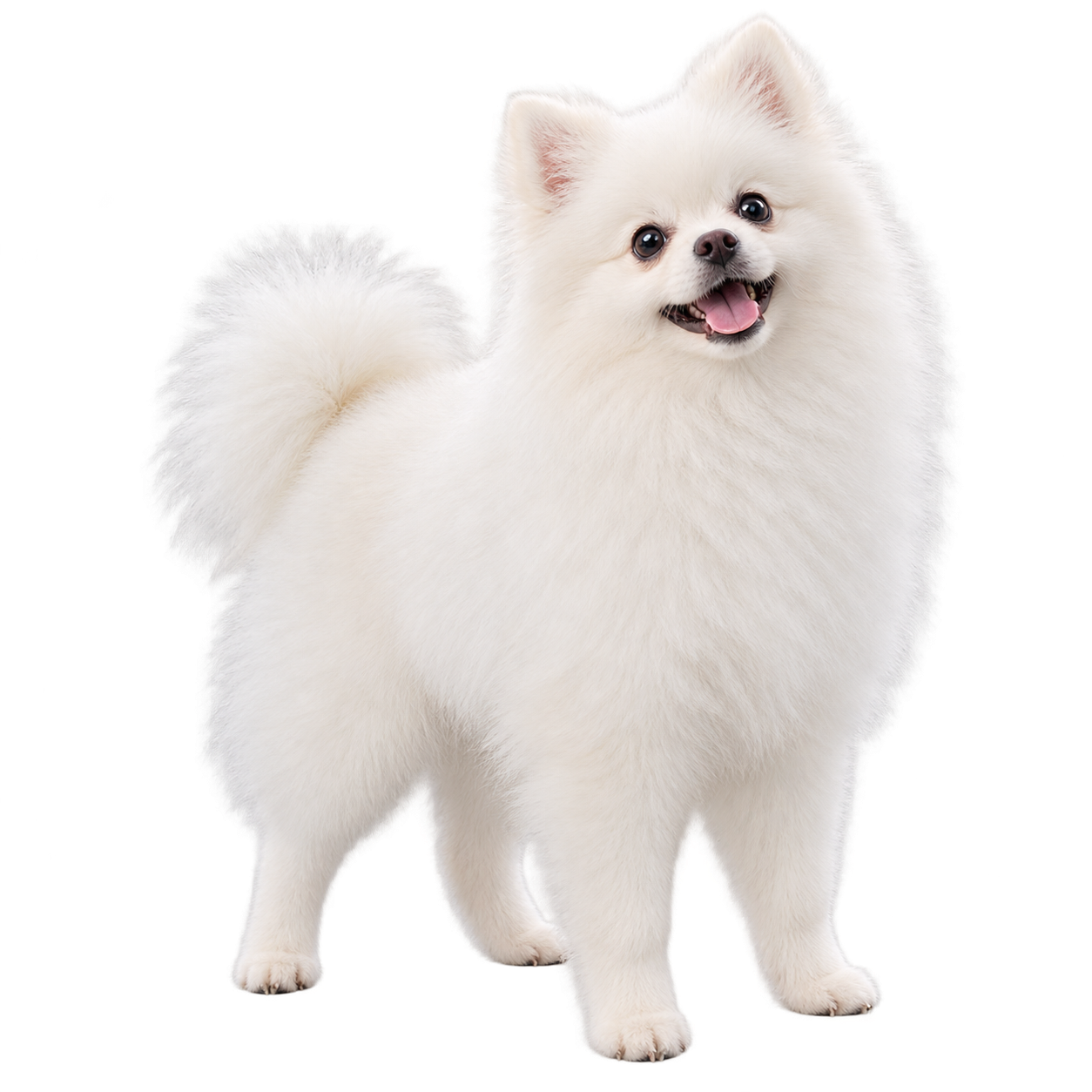 Fluffy white Pomeranian standing on a transparent background