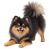Black and tan Pomeranian in a playful pose on a transparent background