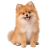 Orange and cream Pomeranian puppy sitting on a transparent background