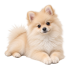 Cream Pomeranian puppy lying down on a transparent background
