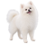 Fluffy white Pomeranian standing on a transparent background